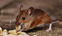 24 Hour & Emergency Exterminators in Goodland, MN